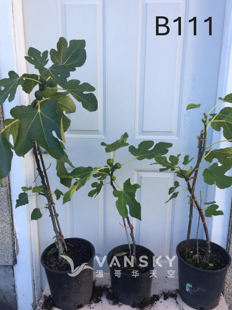 260225003600_B111 33 - 25-09.JPG